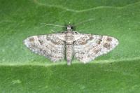 Gymnoscelis rufifasciata