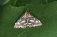 Pyrausta purpuralis