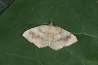 Camptogramma bilineata