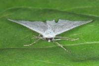Pseudoterpna pruinata