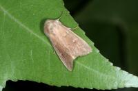 Mythimna ferrago
