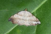 Laspeyria flexula