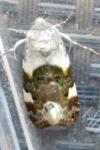 Acontia lucida