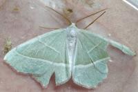 Campaea margaritaria