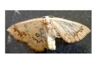 Cyclophora annularia