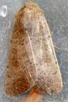 Hoplodrina ambigua