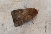 Xestia xanthographa
