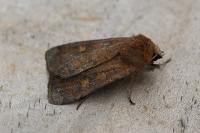 Xestia xanthographa