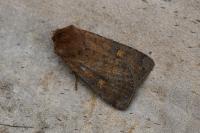 Xestia xanthographa
