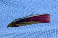 Oncocera semirubella