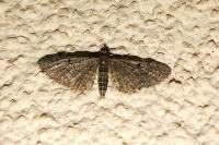 Eupithecia virgaureata