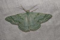 Pseudoterpna pruinata