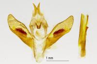 Pseudoterpna pruinata