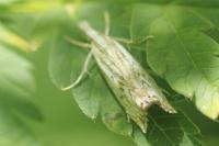Catoptria falsella
