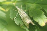 Catoptria falsella