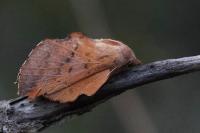 Phyllodesma tremulifolia