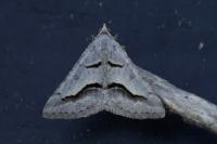 Digrammia rippertaria