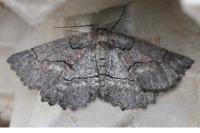 Nychiodes obscuraria