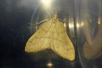 Paracorsia repandalis