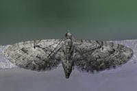 Eupithecia pusillata