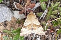 Heliothis viriplaca