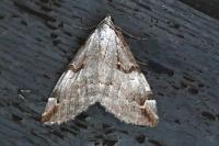 Aplocera praeformata