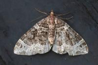 Ecliptopera silaceata