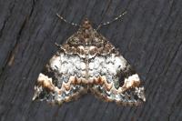 Dysstroma truncata
