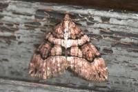 Thera cognata