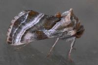 Euchalcia modestoides
