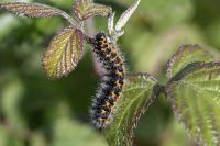 Saturnia pavonia
