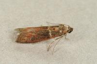 Cryptoblabes bistriga