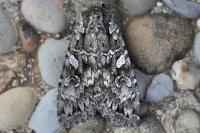 Eurois occulta