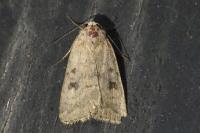 Caradrina morpheus