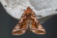 Autographa jota