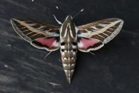 Hyles livornica