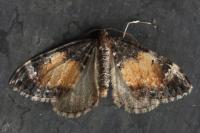 Dysstroma truncata