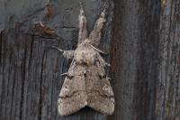 Gynaephora fascelina