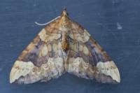 Eulithis populata