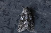 Eurois occulta