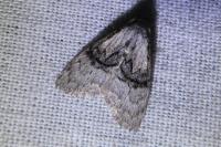 Meganola togatulalis