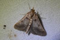 Stemmatophora brunnealis