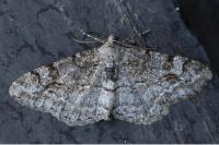 Alcis repandata