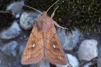Mythimna conigera