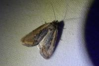 Epimecia ustula