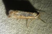 Epimecia ustula