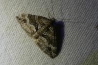 Perizoma bifaciata