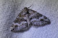 Perizoma bifaciata