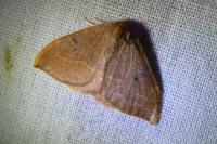 Watsonalla binaria