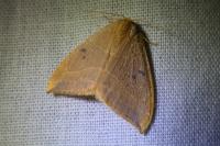 Watsonalla binaria